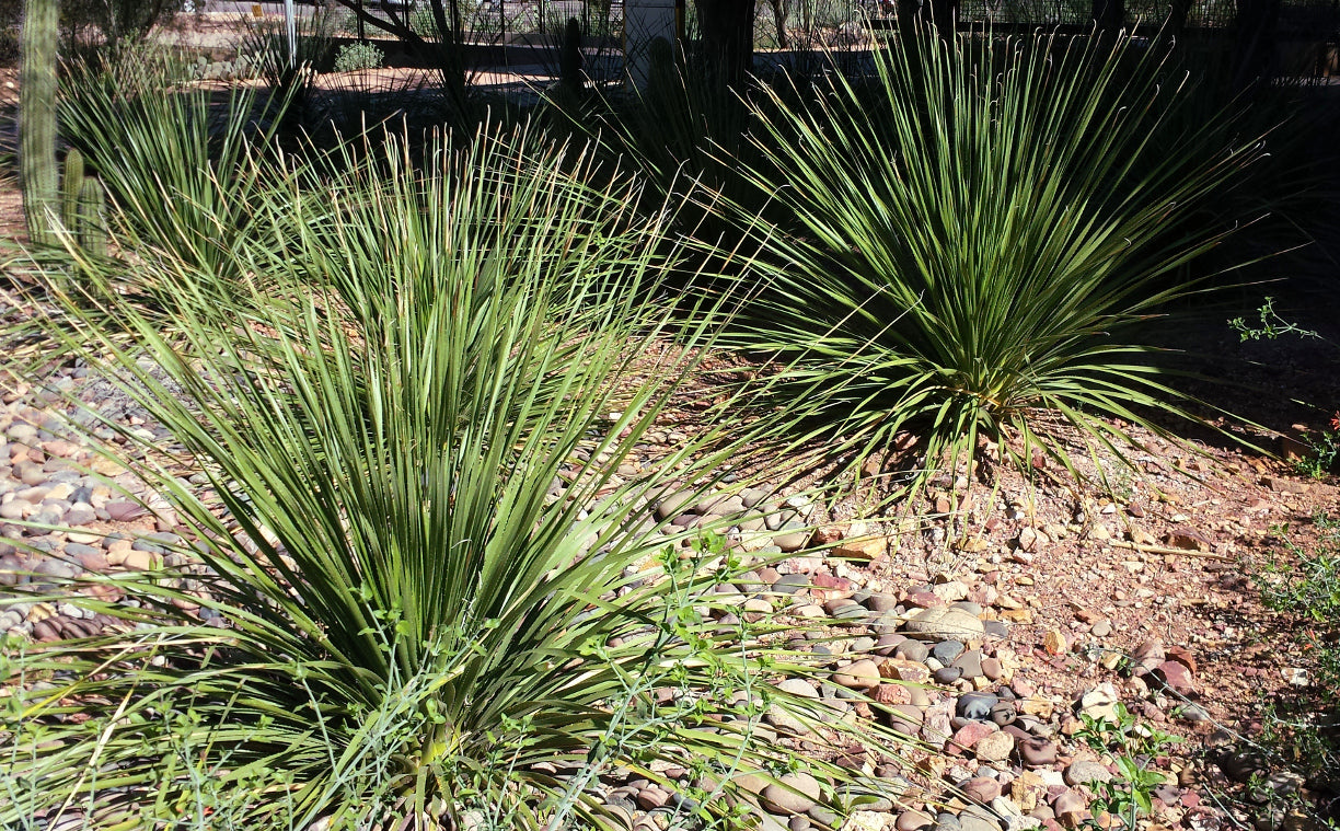 Succulent - Green Desert Spoon