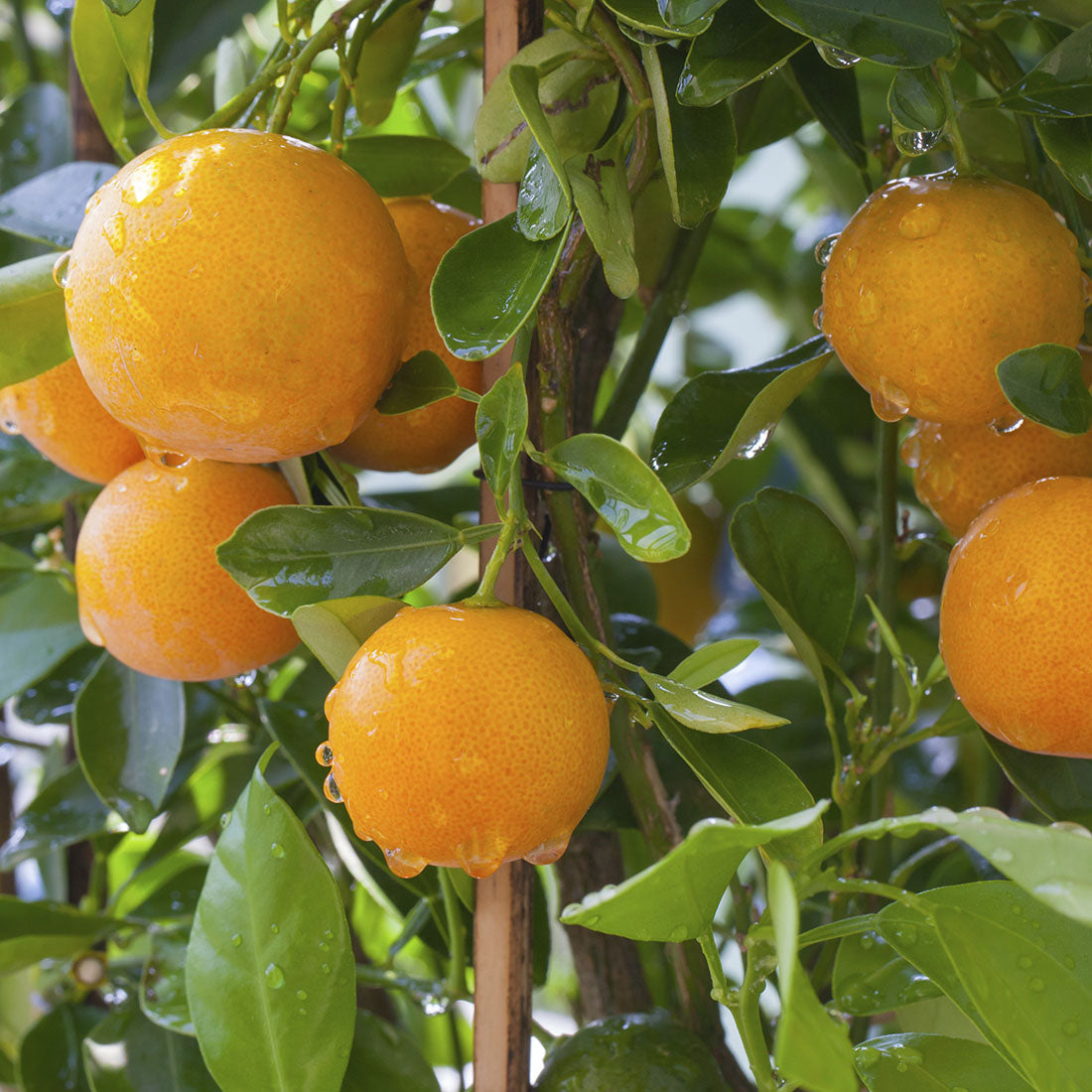 Citrus - Orange - Early Hamlin