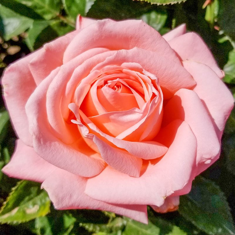 Roses - Heavenly Scented