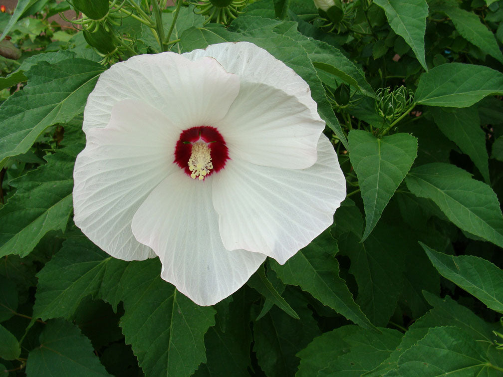 Shrubs - Hibiscus