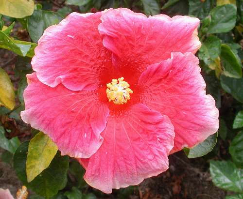 Shrubs - Hibiscus