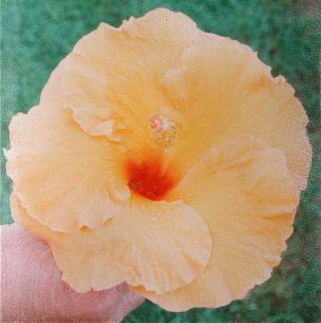 Shrubs - Hibiscus