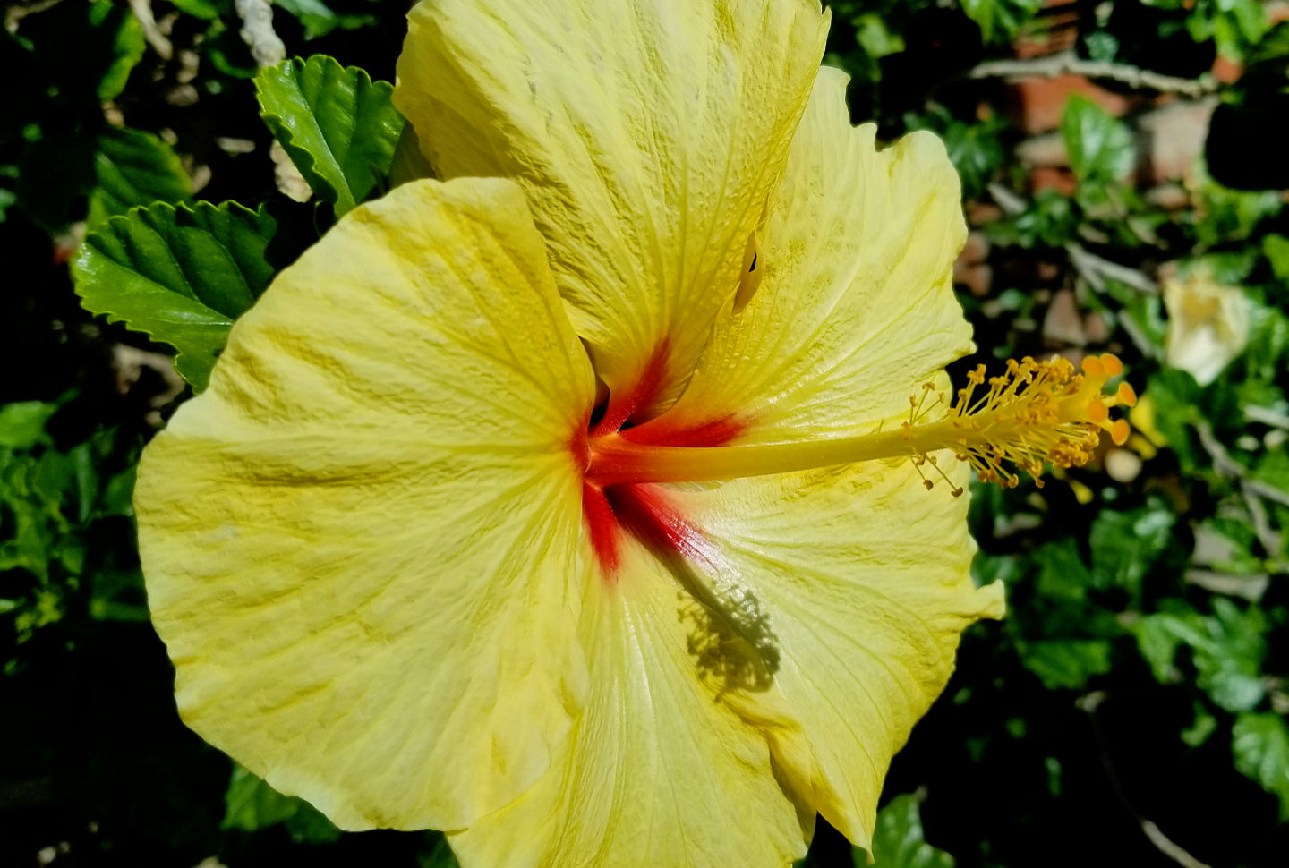 Shrubs - Hibiscus