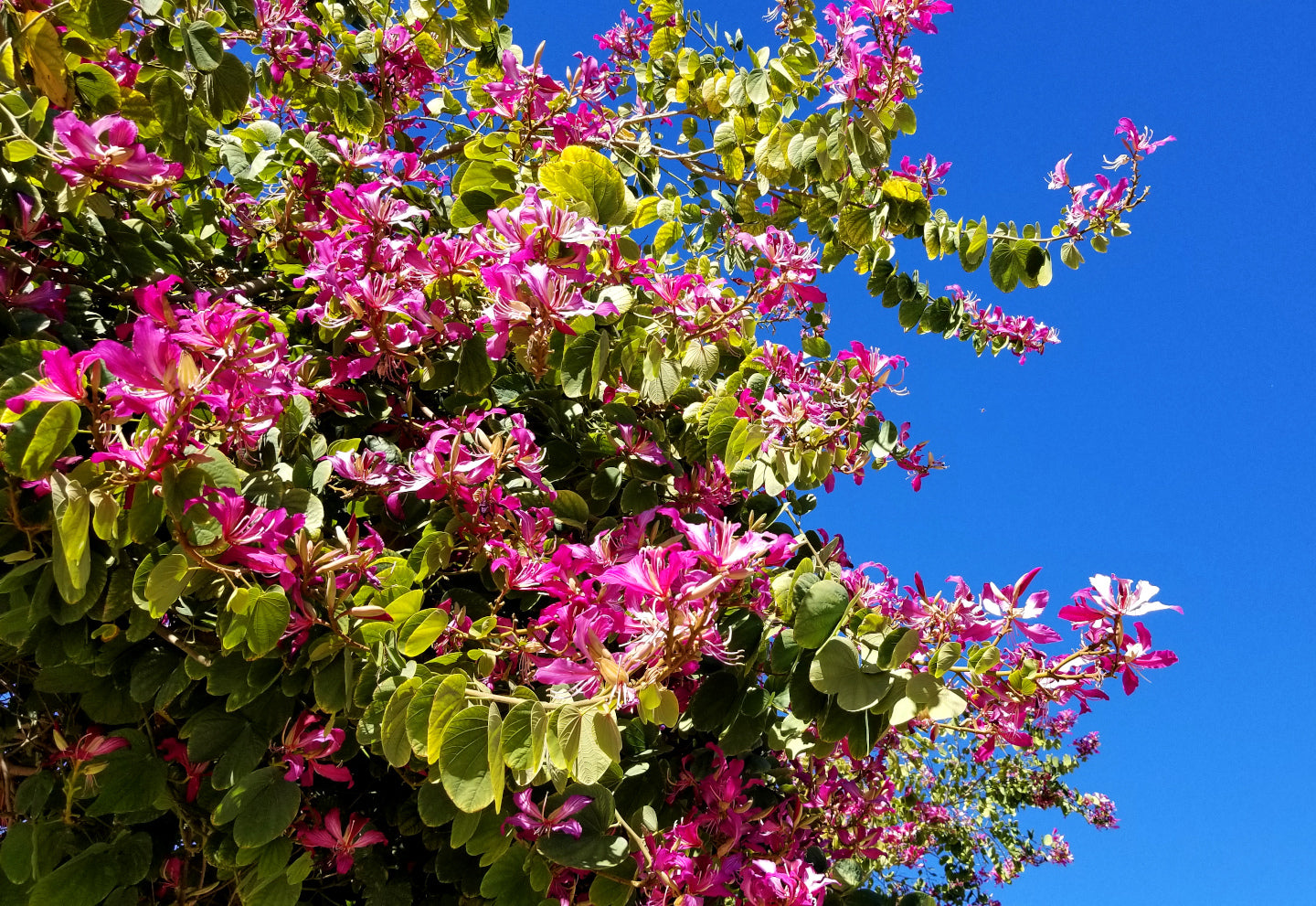 Shade - Hong Kong Orchid