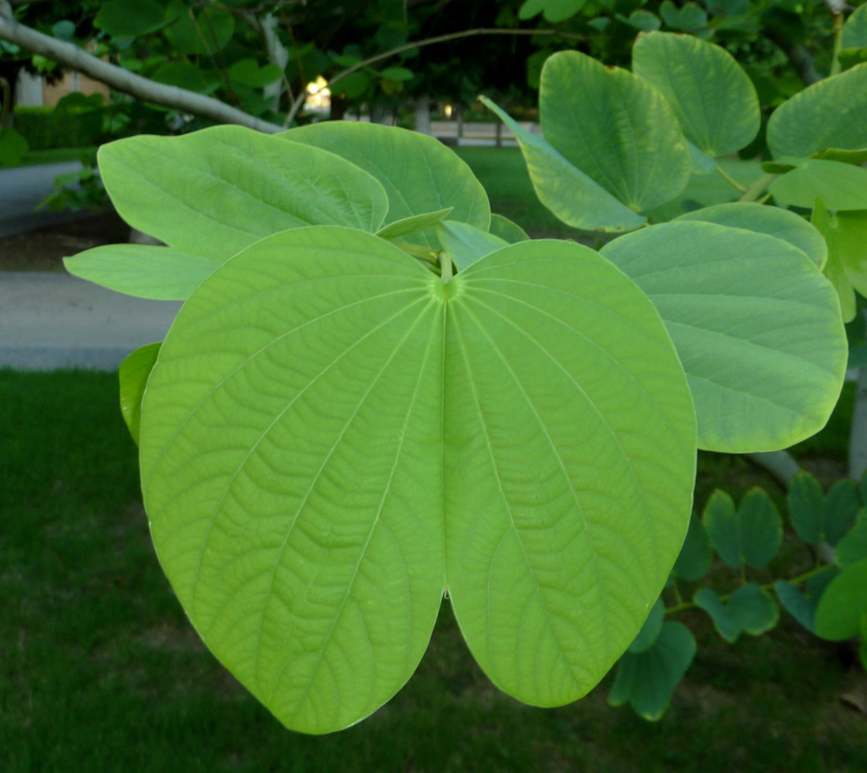 Shade - Hong Kong Orchid