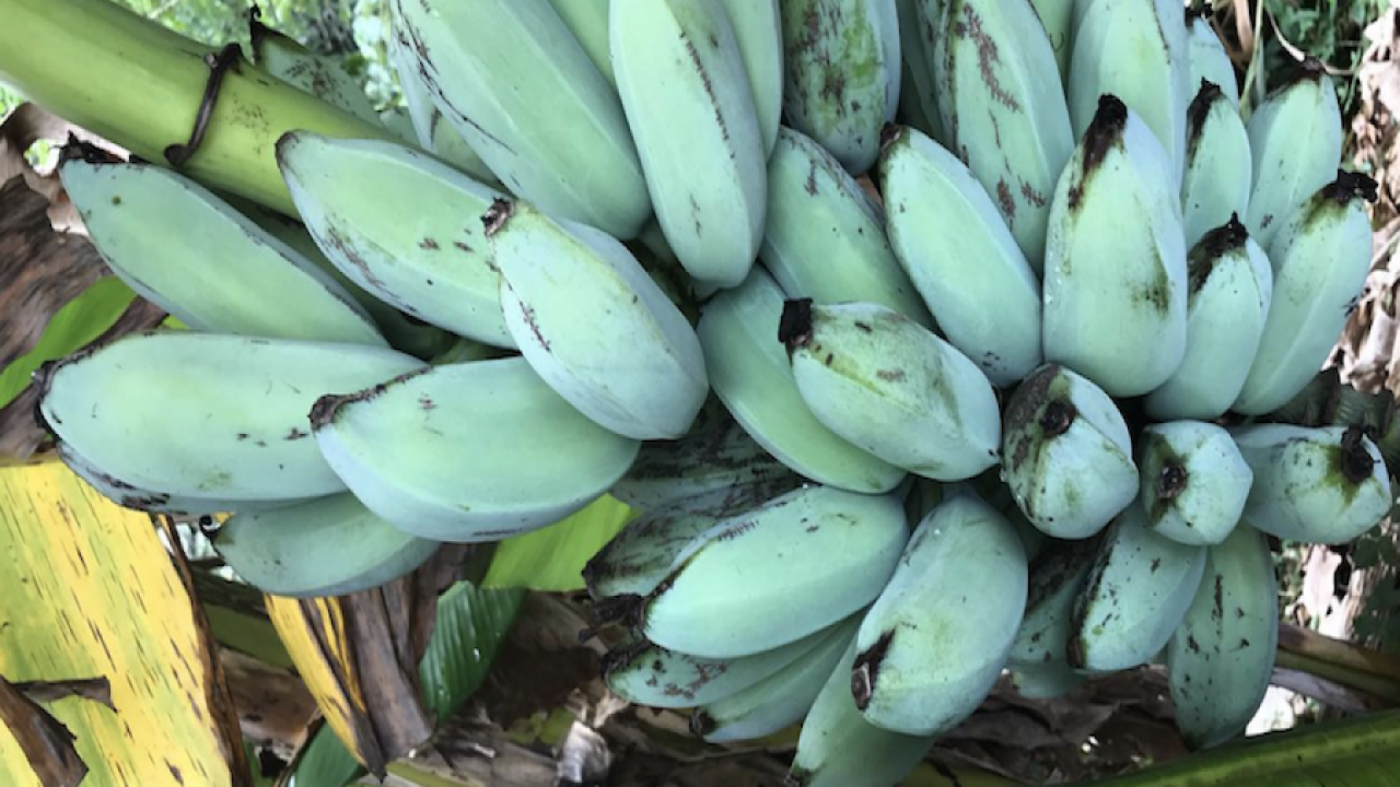 Tropical - Banana - Ice Cream