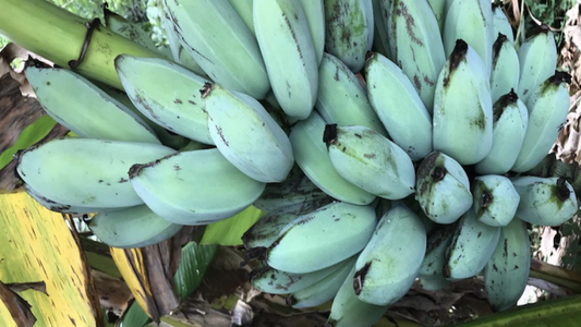 Tropical - Banana - Ice Cream