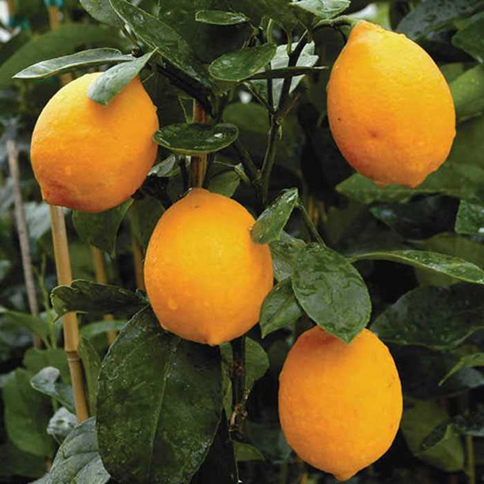 Citrus - Lemon - Improved Meyer
