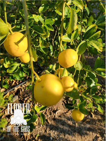 Citrus - Lemon - Improved Meyer