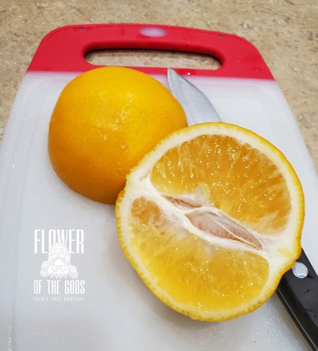 Citrus - Lemon - Improved Meyer