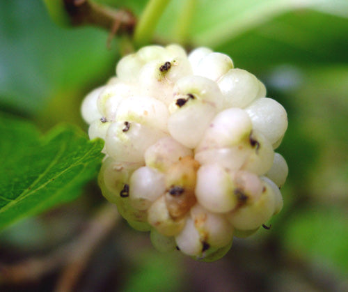 Mulberry - Ivory