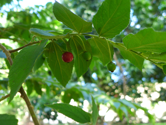 Tropical - Jamaican Cherry