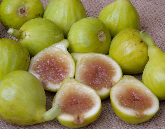 Figs - Kadota