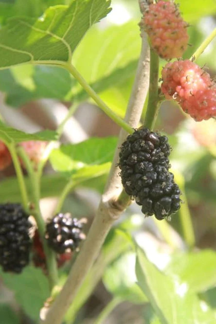 Mulberry - Kokuso Korean