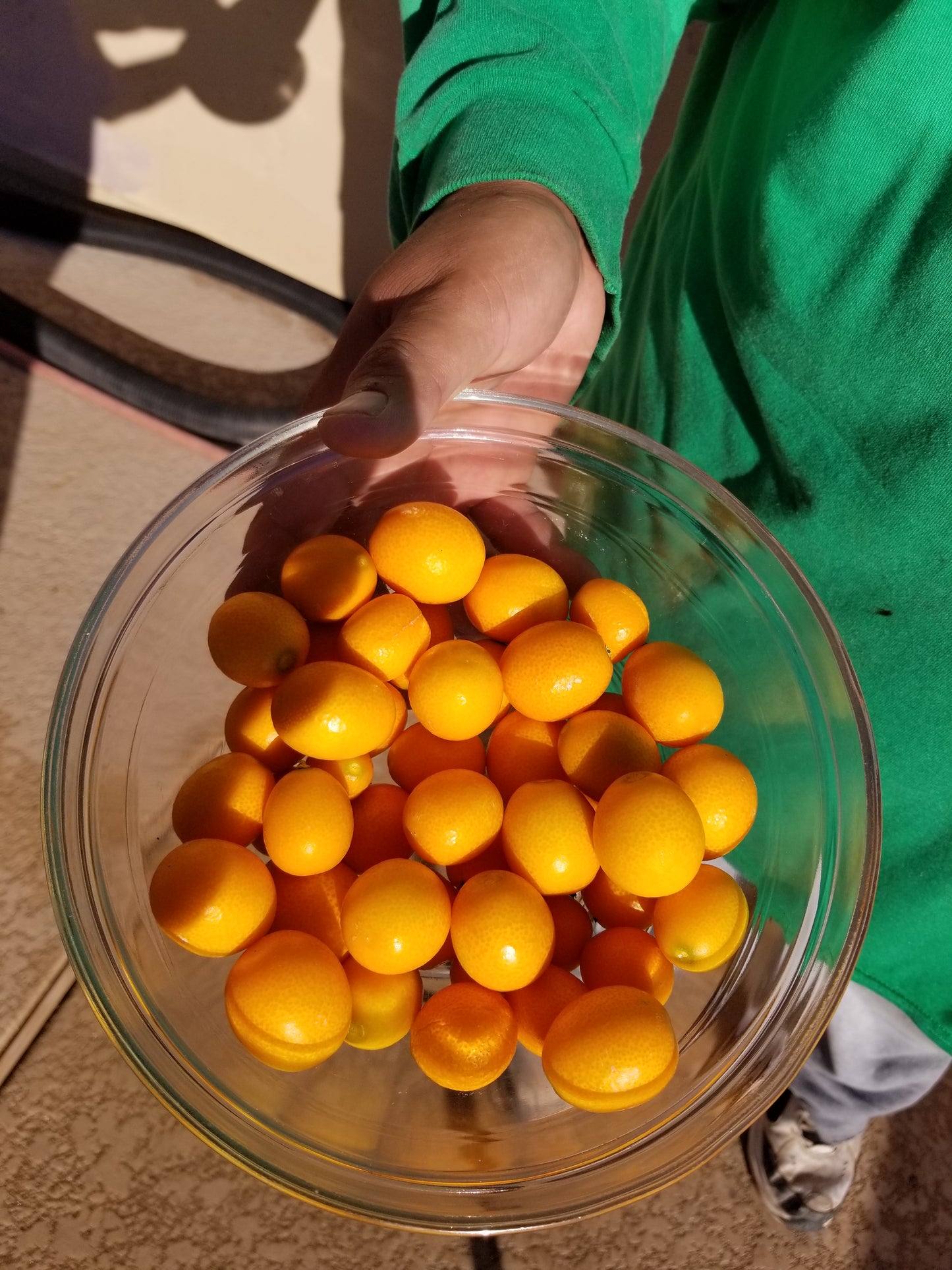 Citrus - Kumquat - Meiwa