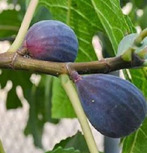 Figs - LSU Purple