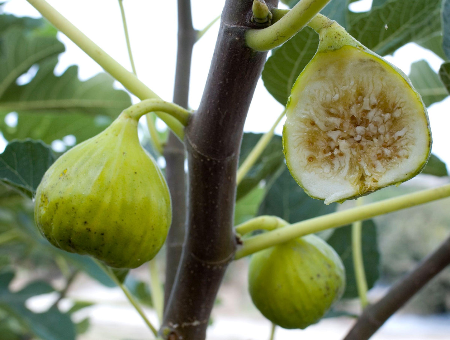 Figs - Lattarula - PRE-ORDER