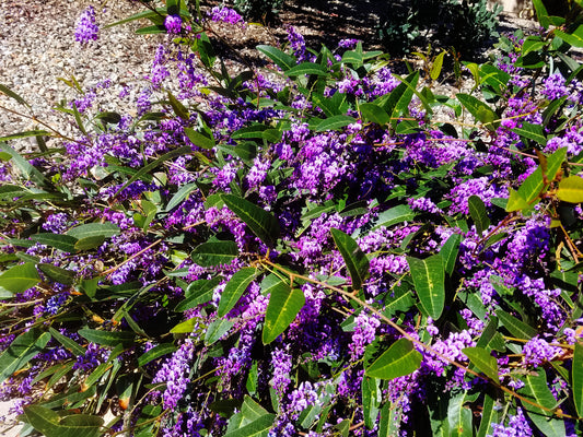 Vines - Lilac Vine