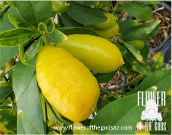 Citrus - Lime - Limequat