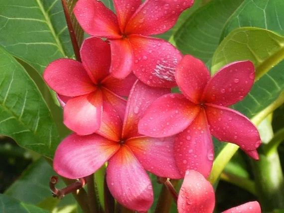 Tropical - Plumeria