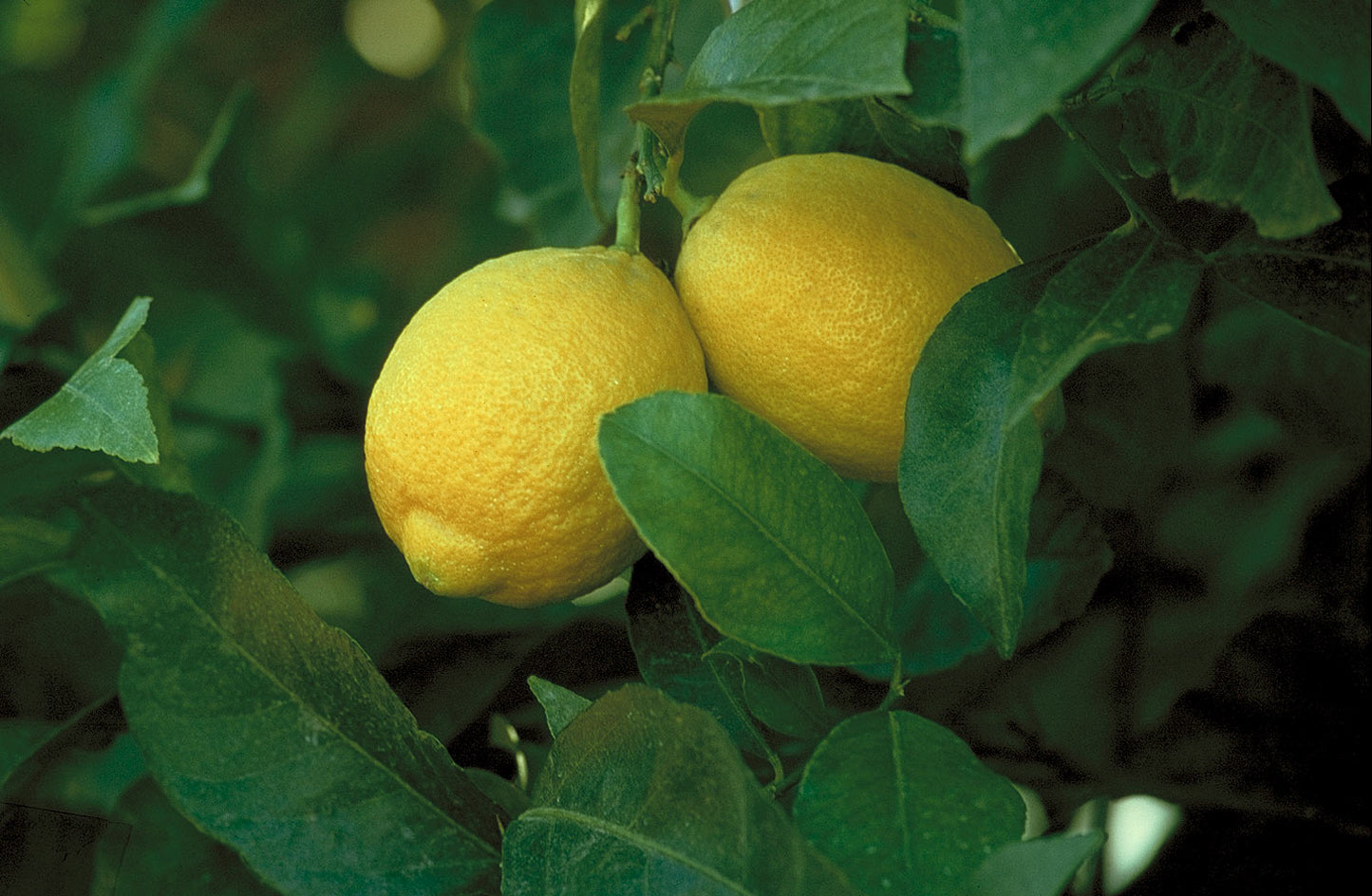 Citrus - Lemon - Lisbon