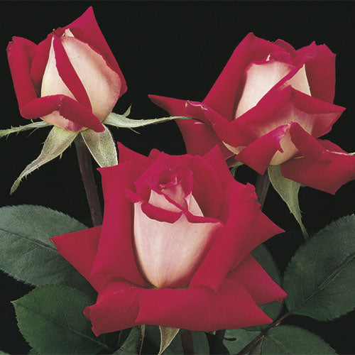 Roses - Love