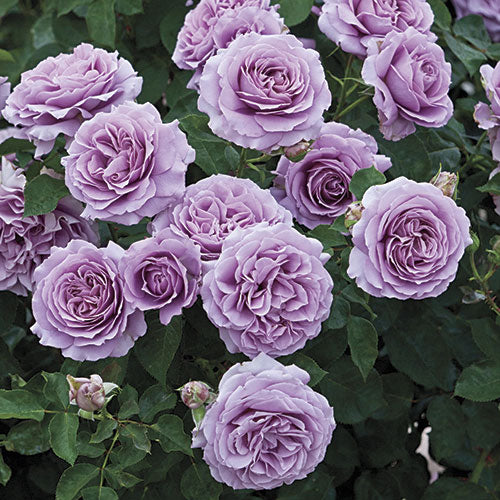 Roses - Love Song