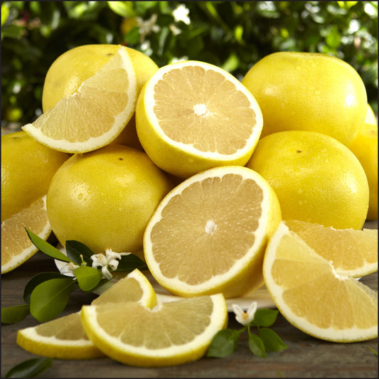 Citrus - Grapefruit -  Marsh White