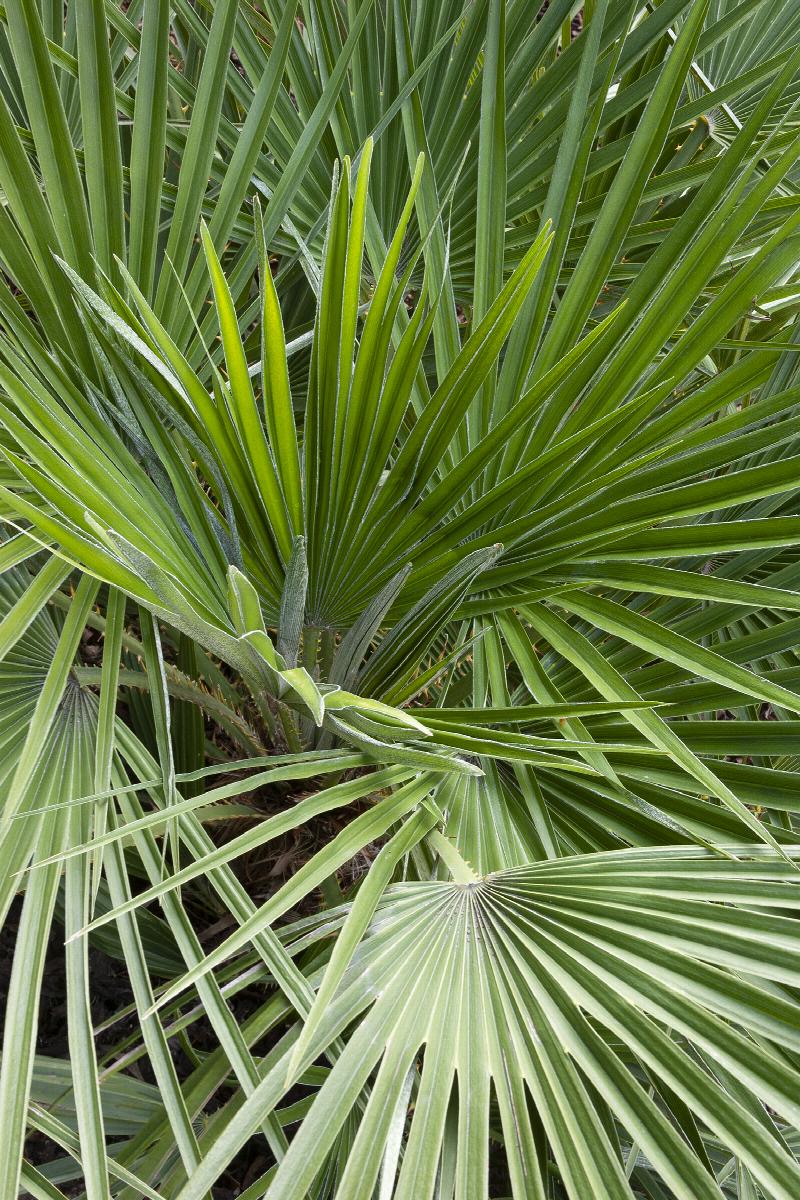 Palm - Mediterranean Fan