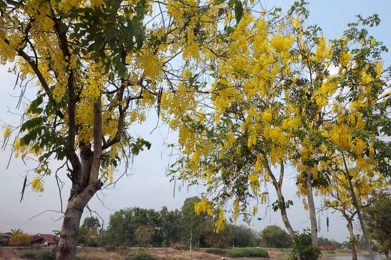 Shrubs - Bird of paradise (Mexican)