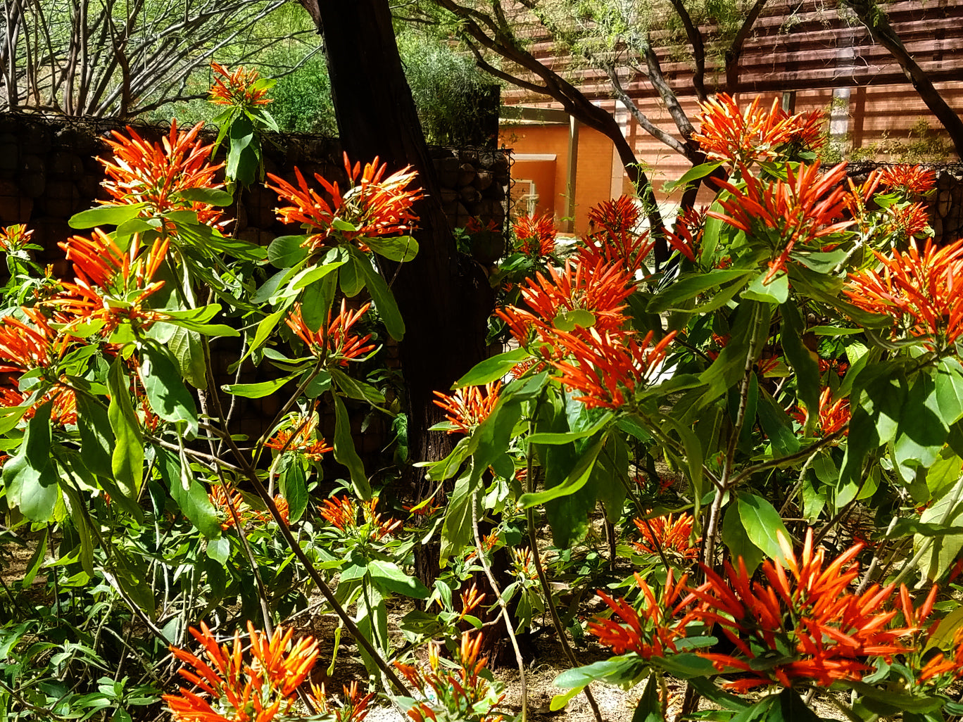 Shrubs - Mexican honeysuckle