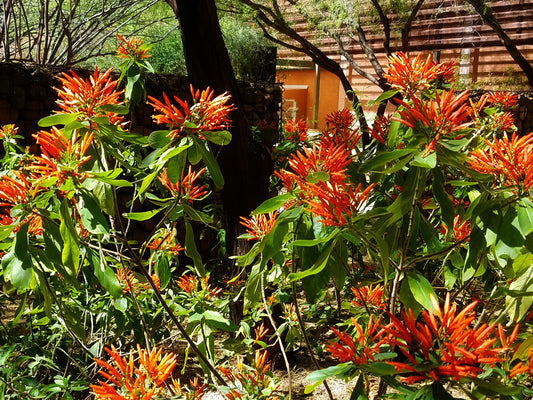 Shrubs - Mexican honeysuckle