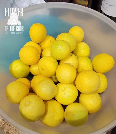 Citrus - Lime - Mexican Thornless