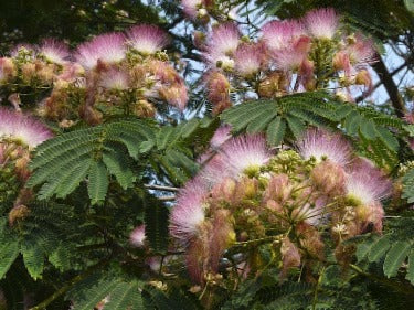 Shade - Mimosa