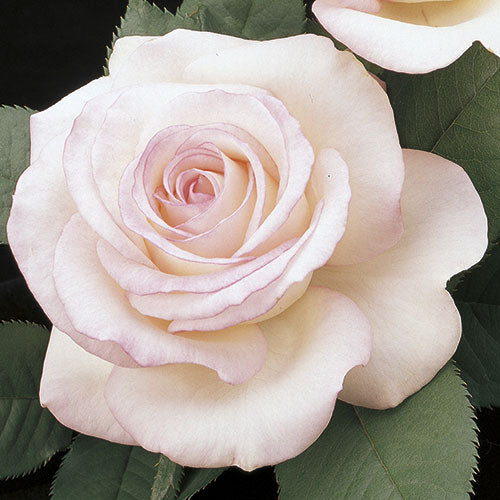 Roses - Moonstone