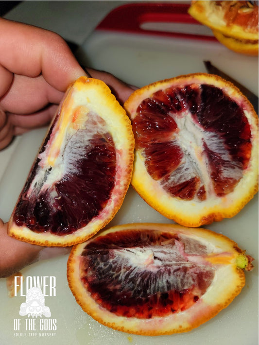 Citrus - Orange - Moro Blood