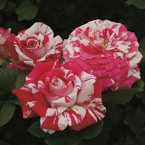 Roses - Neil Diamond