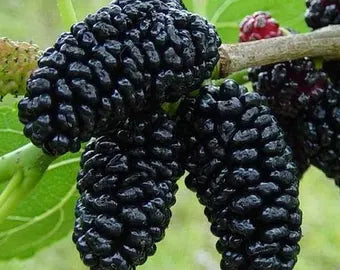 Mulberry - Noir of Spain