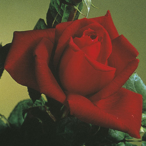 Roses - Oklahoma