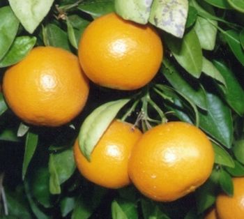 Citrus - Tangelo - Orlando