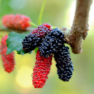 Mulberry - Oscar