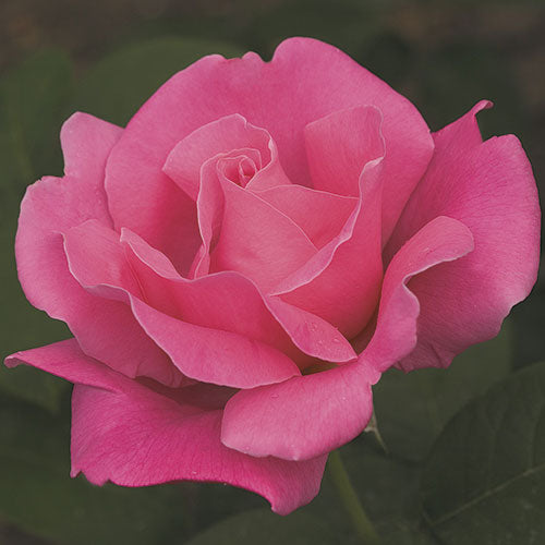 Roses - Perfume Delight
