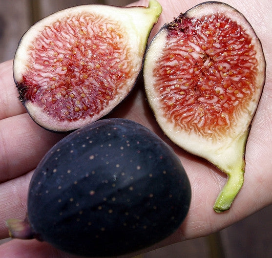 Figs - Petit Negra