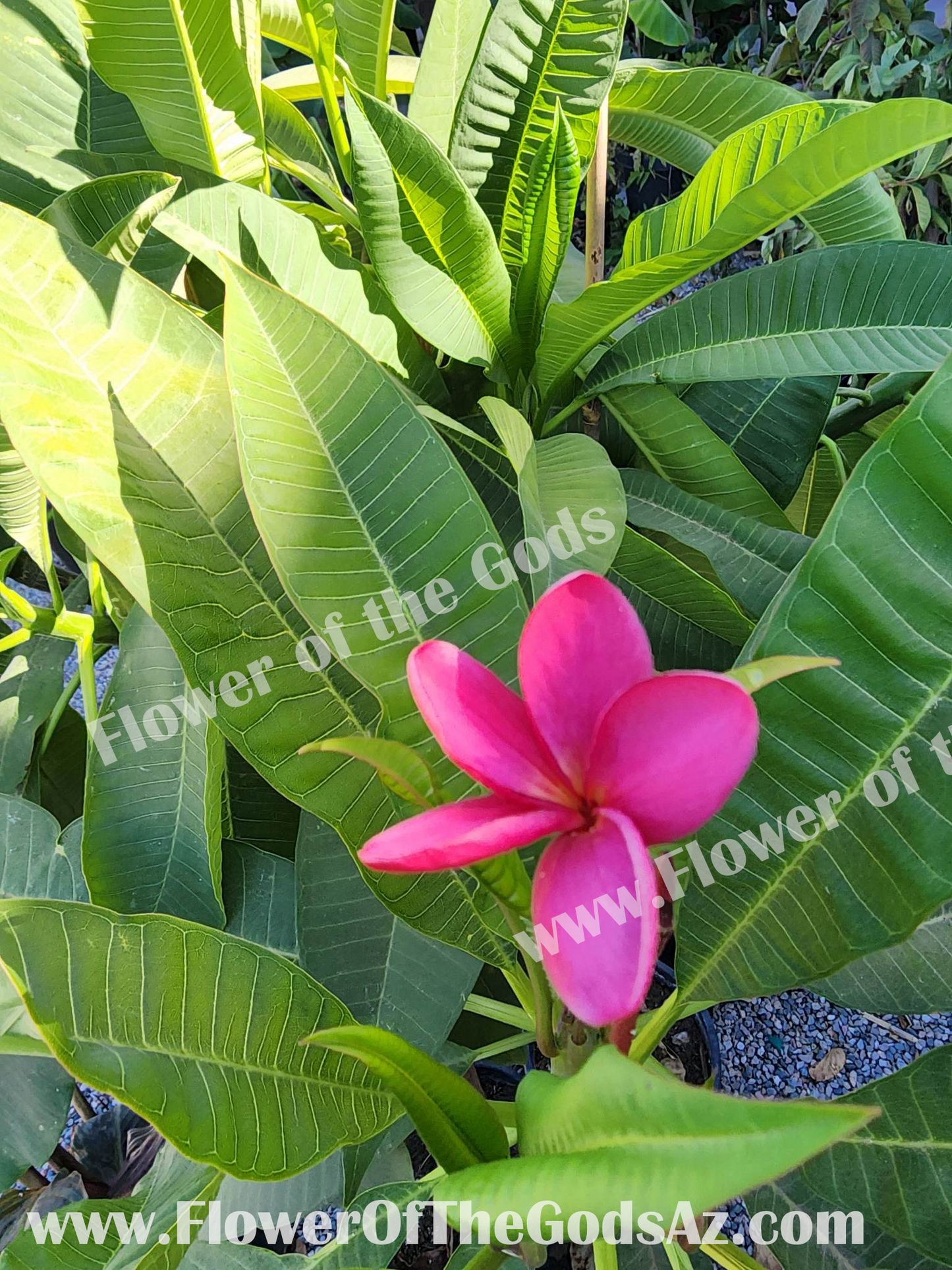 Tropical - Plumeria