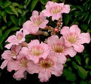 Vines - Pink trumpet vine