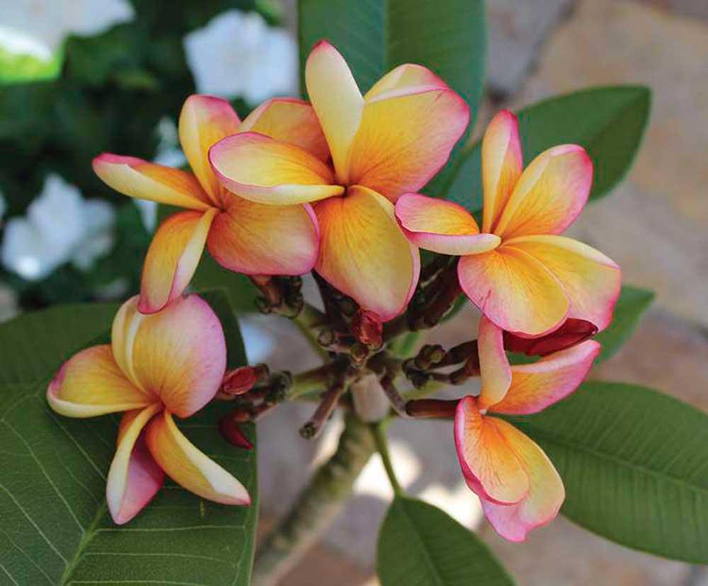 Tropical - Plumeria