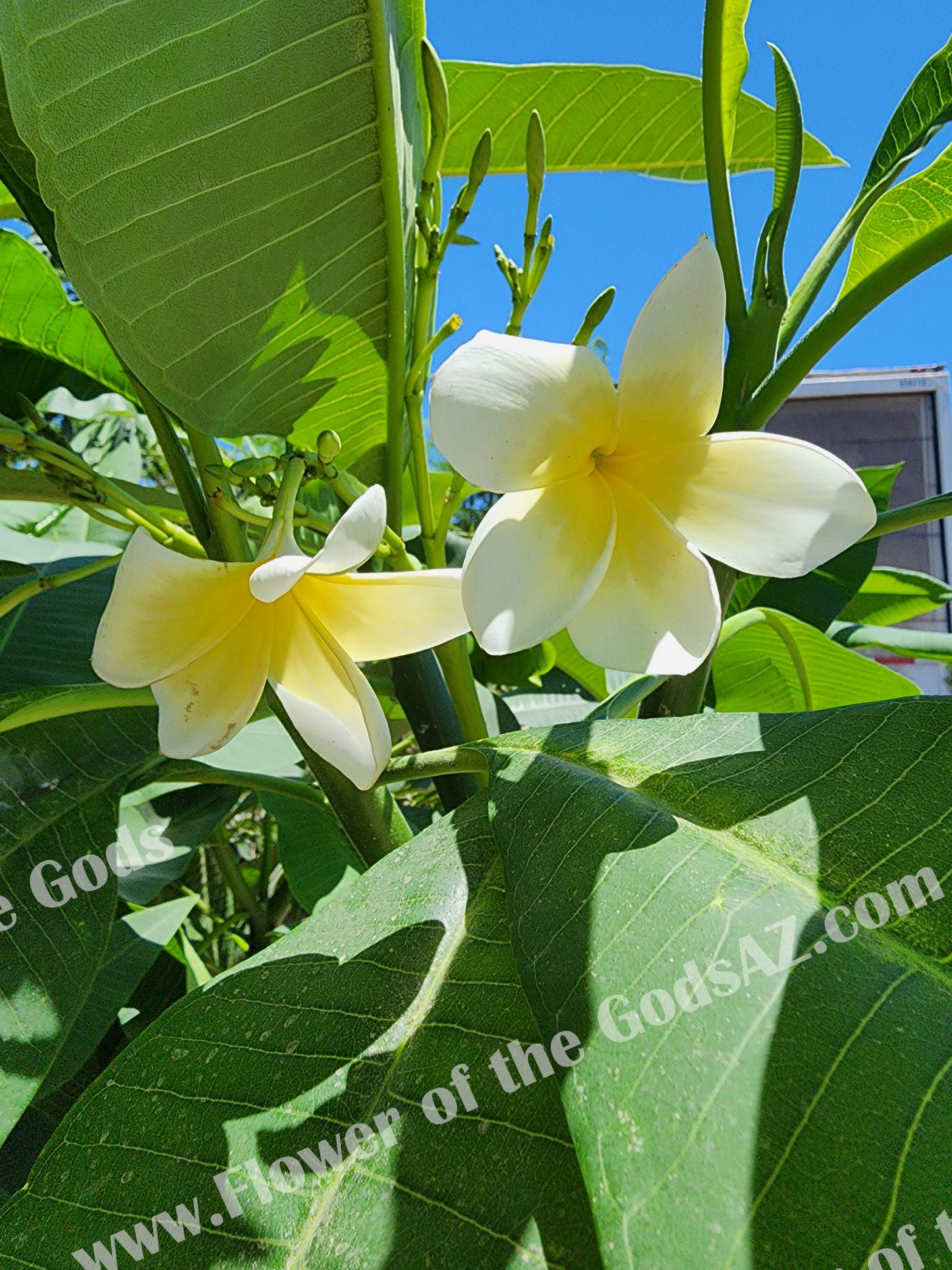 Tropical - Plumeria