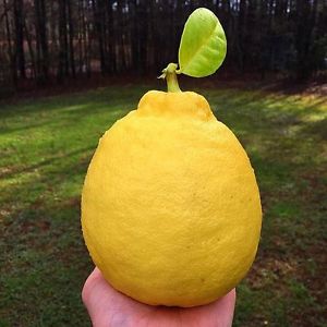Citrus - Lemon - Ponderosa