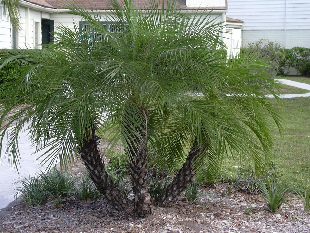 Palm - Pygmy date