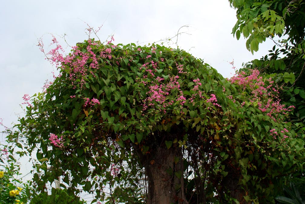 Vines - Queen's Wreath